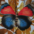 Des papillons bleus...