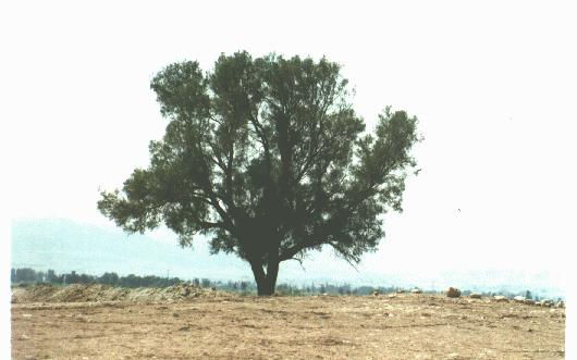 صورة شجرة الصلاة