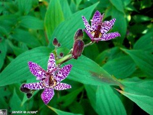 Tricyrtis