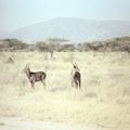 tsavo antilope a
