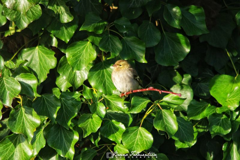 birdy