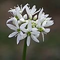 Ail 