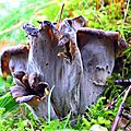Trompettes de la mort, craterellus cornucopioïdes...