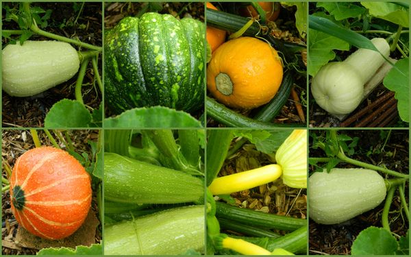 courges1
