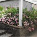 MON JARDIN