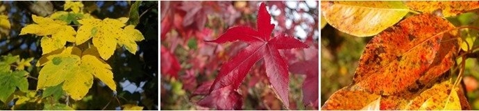 automne 6