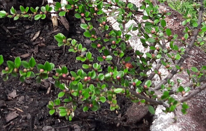 Cotoneaster rampant