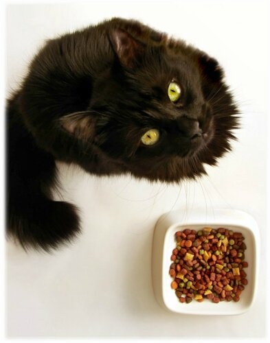 NaturL Cook chat (3)