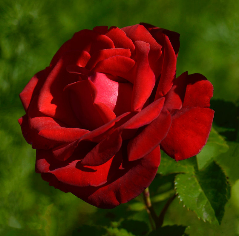Rose rouge 2 03-07-21