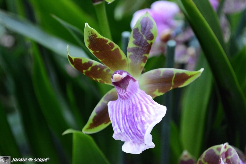 Orchidée-297