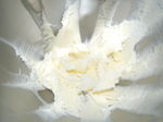 Cake_au_gingembre_confit_001