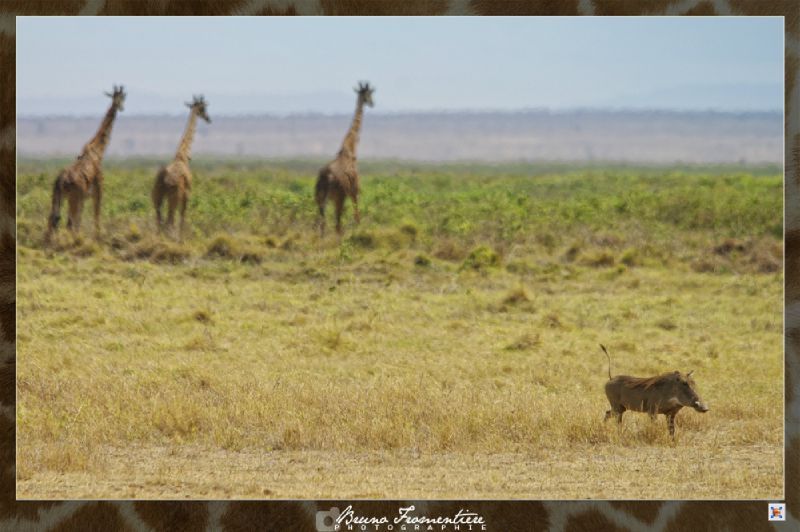 Kenya 14b