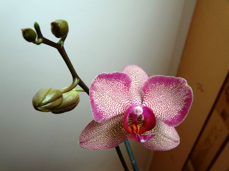 Phalaenopsis hybride, floraison 2012 - Le coin des orchidées