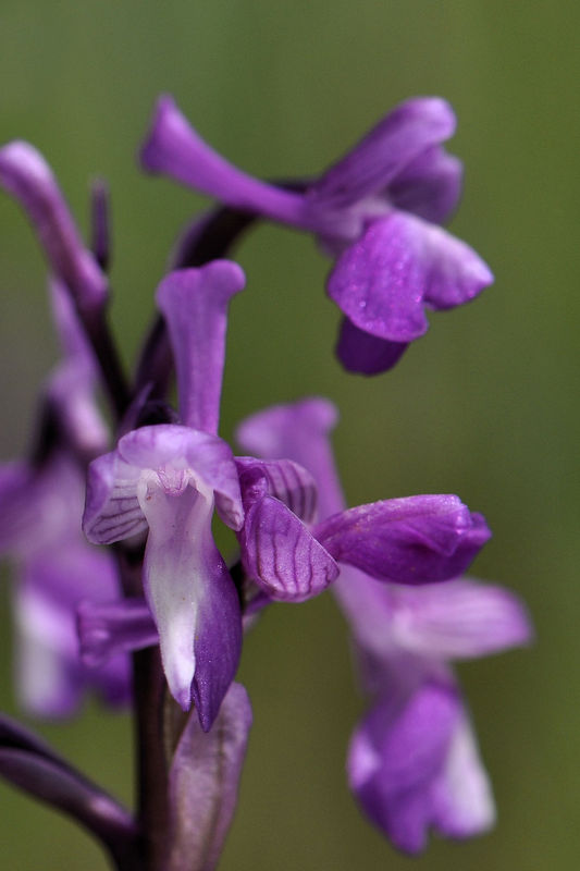 _DSC0165_Anacamptis_champagneuxii