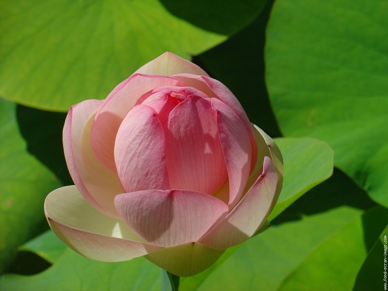 La Fleur De Lotus Au Pays De La Nature