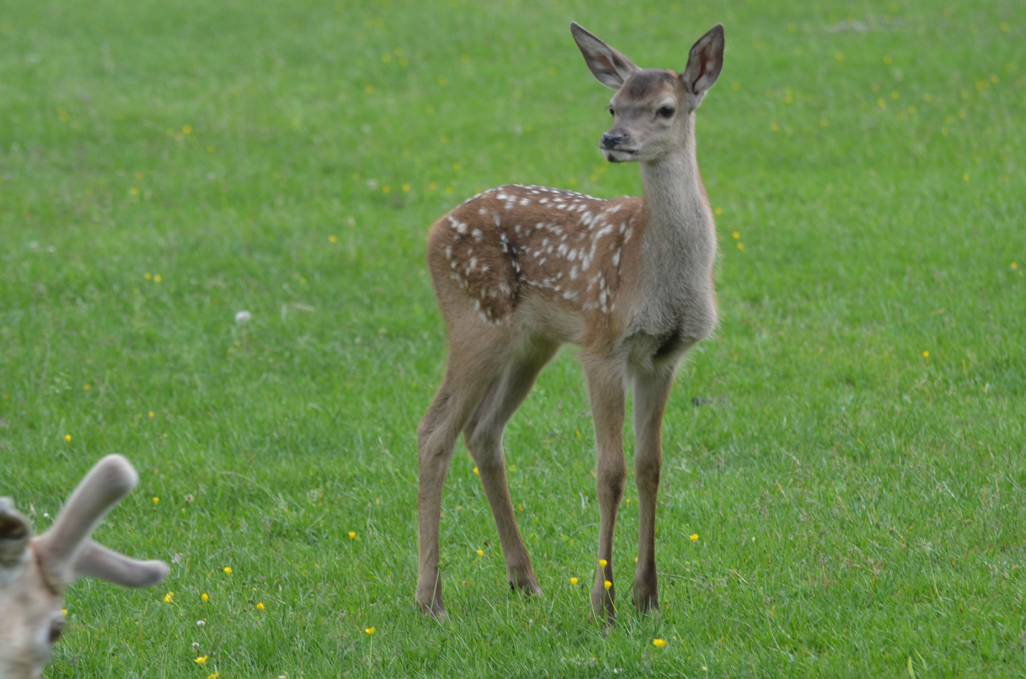 Le faon de  la biche  blanche est n  PHOTOS GRANDE GARENNE 