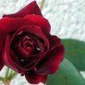 'Red-Parfum' en mon jardin…
