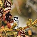 Mésange noire, Periparus ater