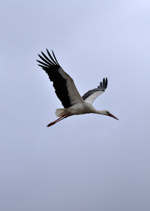 _DSC0264_Cigogne_