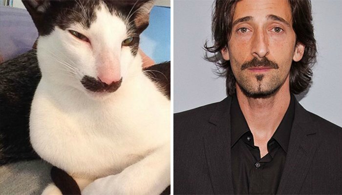 chat-adrien-brody