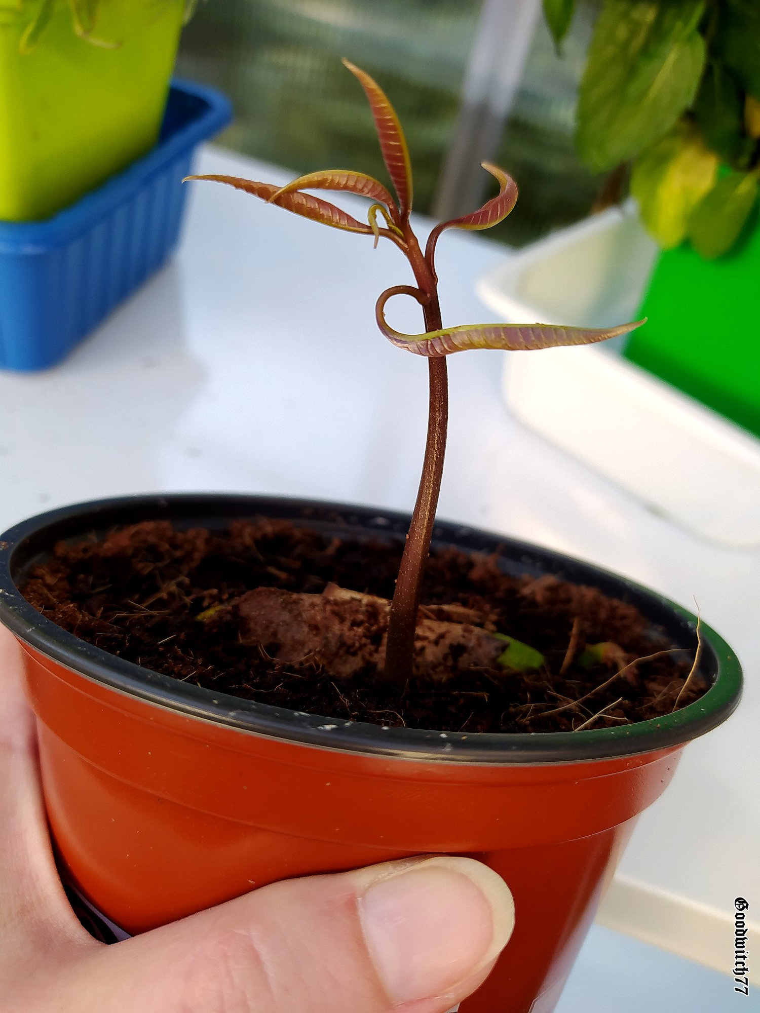 Faire Pousser Un Manguier à Partir Du Noyau Comment faire pousser un manguier en pot à partir d'un noyau. How to grow  Mango tree from seed? - Goodwitch77 Mettez de la magie dans votre quotidien!