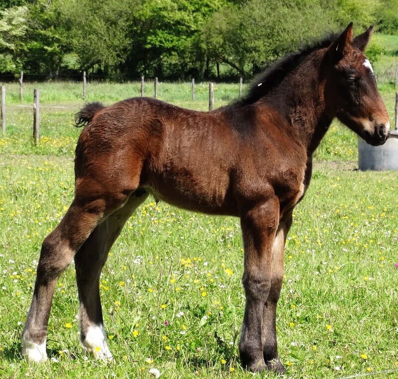 Elevage du four. Elevage Cob Normand Elevage du four. Elevage Cob Normand