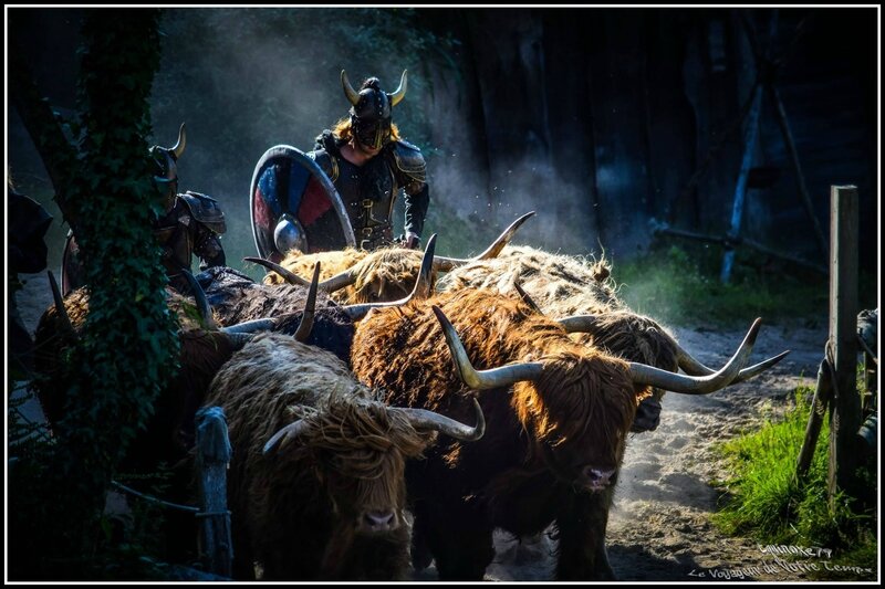 Puy du Fou Les Highlands Cattle d'Ecosse (race de vache Vikings ?)