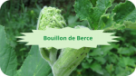 7 BERCE(2)Bouillon de Berce-modified