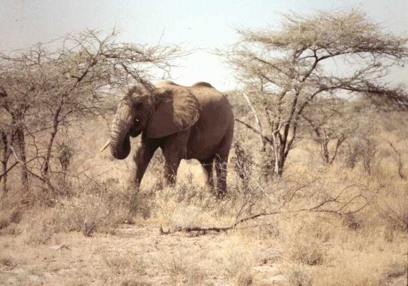 tsavo elephant c