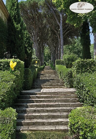 LISLE_SUR_TARN_Chateau_de_Saurs_le_jardin_l_allee_des_pins_parasols