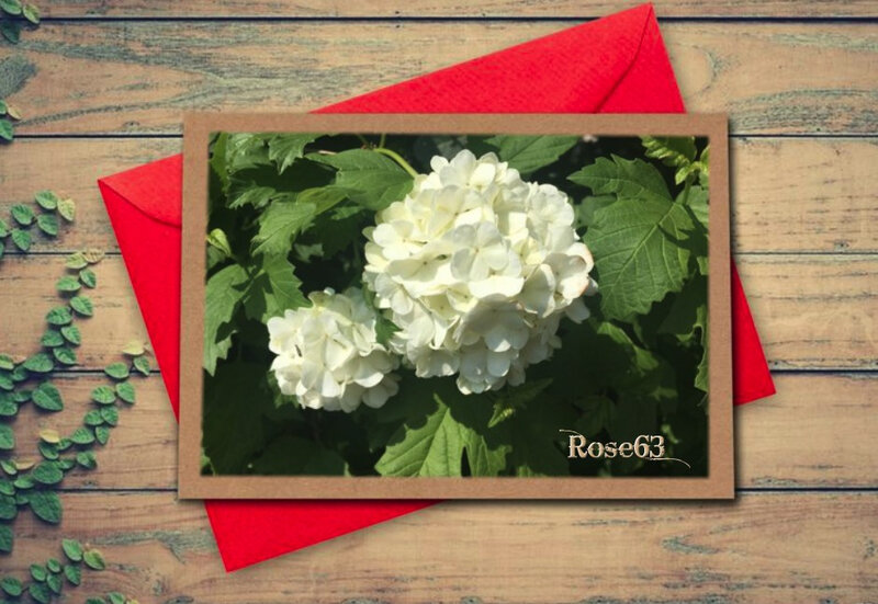 Passez pompins dans mon jardin Rose63