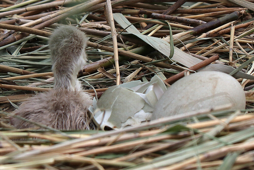 Naissance D Un 4eme Cygneau A La Baie De Memard La Faune Au Fil Des Randos