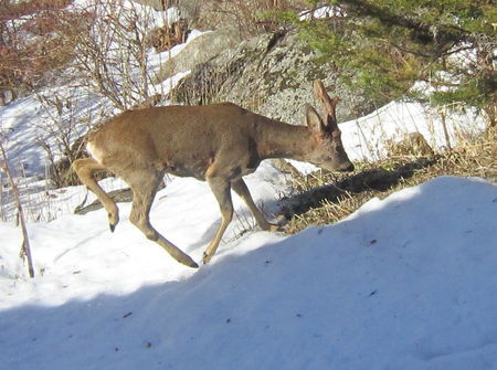 Chevreuil Au Jardin Radyr I Hagen Le Jardin De Ragnhild