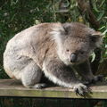 (9y)- Australie, Wilsons Prom