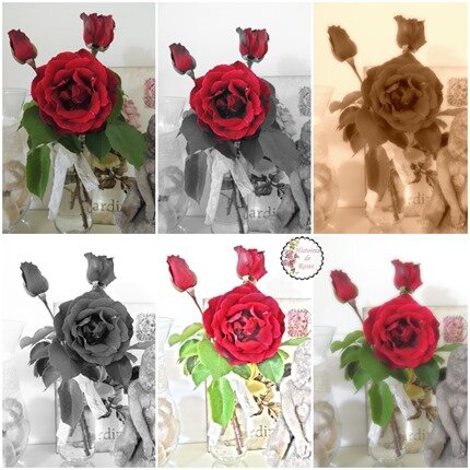 roses