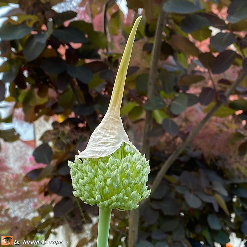 Allium-ampeloprasum