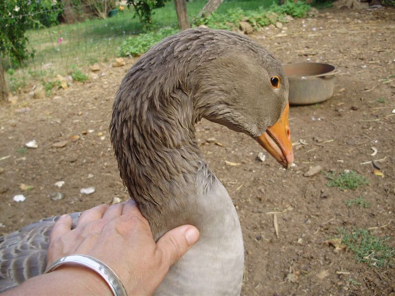 Une Oie Peut Elle Vivre Seule Aglaée , Sidonie , mes oies - LE JARDIN DE MEMERE HERISSON