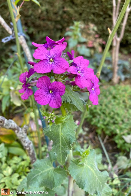 Lunaire fleurs violettes