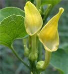 aristoloche4