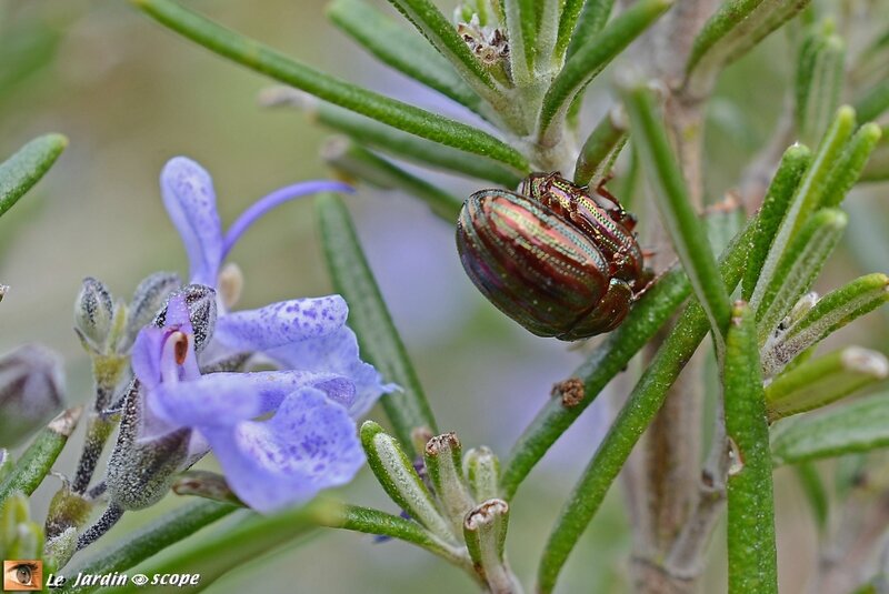 Chrysolina-americana-et-romarin