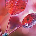 feuilles-automne15-26b