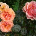 Rose 'Bora-Bora'