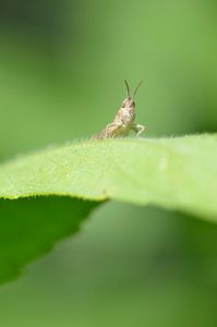criq_26062011