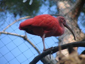 Ibis_rouge