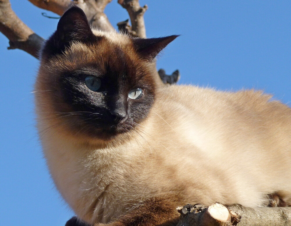 Chat Siamois A Tete Ronde La Faune Au Fil Des Randos