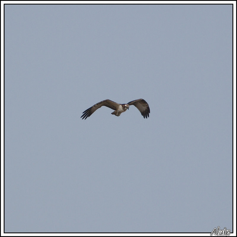 Balbuzard pêcheur...
