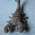 scorpion1