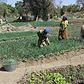 Les femmes de n'tiobougou, productrices d'échalotes