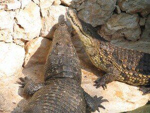 Crocodiles_du_Nil