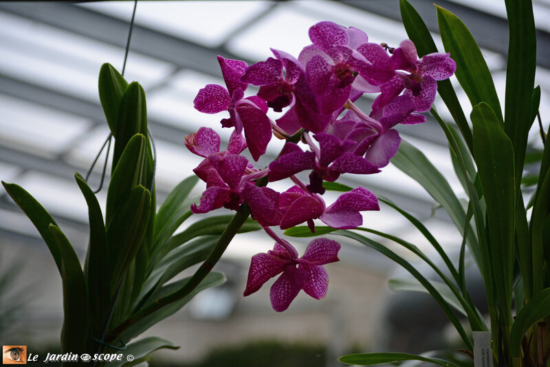 PAT_9234 Orchidées 2019 Orléans